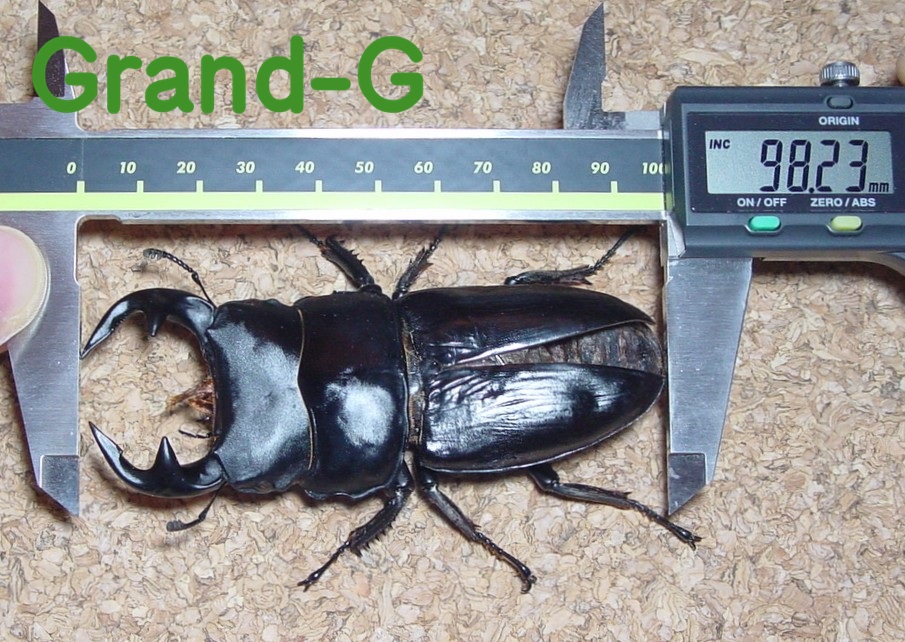 グランディスオオクワガタのGrand-G【ひとり言】