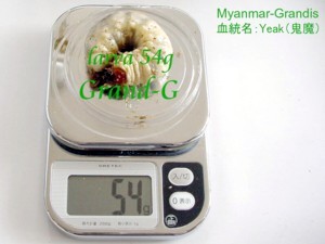 グランディスオオクワガタ 54g幼虫