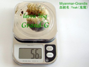 グランディスオオクワガタ 56g幼虫