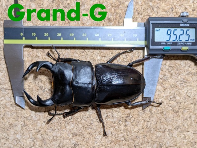 グランディスオオクワガタのGrand-G【ひとり言】