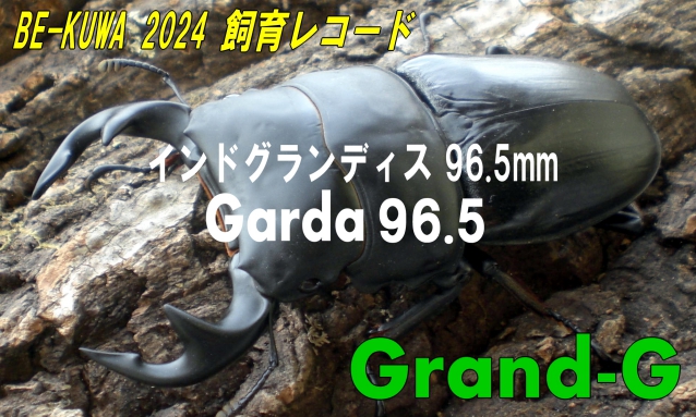 グランディスオオクワガタのGrand-G