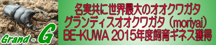 BE-KUWA 2015NxMlXl