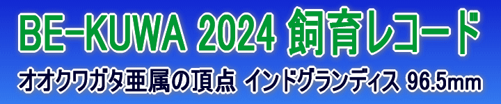IINK^̒_ ChOfBX 96.5mm Garda BE-KUWA(r[N) 2024 烌R[h