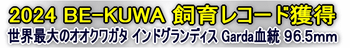 2024N BE-KUWA(r[N)烌R[hl@ChfBX Garda 96.5mm