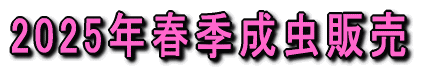 2025年春季成虫販売