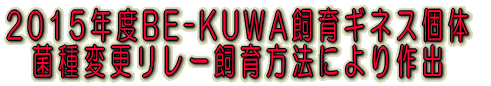 BE-KUWA2015年度飼育ギネス個体作出 菌種変更リレー飼育