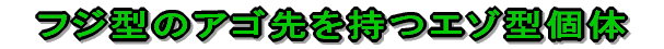 フジ型のアゴ先を持つエゾ型個体