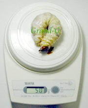 �O�����f�B�X�I�I�N���K�^�@50���c���y�f��������-�f�z